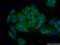 LACI antibody, 20865-1-AP, Proteintech Group, Immunofluorescence image 