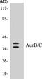 Aurora Kinase B antibody, EKC1050, Boster Biological Technology, Western Blot image 