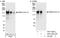 Erythrocyte Membrane Protein Band 4.1 Like 2 antibody, A301-424A, Bethyl Labs, Western Blot image 