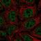 Serine Protease 22 antibody, PA5-61901, Invitrogen Antibodies, Immunofluorescence image 