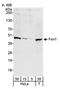 MF1 antibody, SP2106P, Origene, Western Blot image 