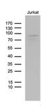 Leucine Zipper Tumor Suppressor 1 antibody, MA5-27275, Invitrogen Antibodies, Western Blot image 