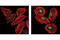 Structural Maintenance Of Chromosomes 1A antibody, 4029S, Cell Signaling Technology, Immunofluorescence image 