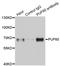Poly(U)-binding-splicing factor PUF60 antibody, LS-C334895, Lifespan Biosciences, Immunoprecipitation image 