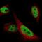 AT-Rich Interaction Domain 1B antibody, NBP1-89358, Novus Biologicals, Immunofluorescence image 