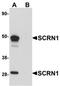 Secernin 1 antibody, orb75460, Biorbyt, Western Blot image 