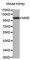 Membrane Metalloendopeptidase antibody, abx126973, Abbexa, Western Blot image 