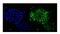 RAB9A, Member RAS Oncogene Family antibody, A05768, Boster Biological Technology, Immunofluorescence image 