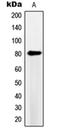 cAMP-specific 3 ,5 -cyclic phosphodiesterase 4B antibody, orb214370, Biorbyt, Western Blot image 