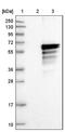 Uncharacterized aarF domain-containing protein kinase 4 antibody, NBP1-85509, Novus Biologicals, Western Blot image 