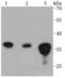 Protein Phosphatase 2 Catalytic Subunit Beta antibody, A07661-1, Boster Biological Technology, Western Blot image 