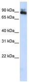 Sp4 Transcription Factor antibody, TA335786, Origene, Western Blot image 