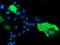 Bestrophin 3 antibody, TA502154, Origene, Immunofluorescence image 