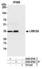 Leucine Rich Repeat Containing 59 antibody, A305-076A, Bethyl Labs, Immunoprecipitation image 