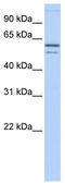 Dihydropyrimidinase-related protein 1 antibody, TA346284, Origene, Western Blot image 
