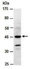 Pro-neuregulin-1, membrane-bound isoform antibody, orb67017, Biorbyt, Western Blot image 