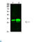Potassium Channel Tetramerization Domain Containing 7 antibody, LS-C813439, Lifespan Biosciences, Western Blot image 
