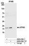 ATP Synthase Peripheral Stalk Subunit OSCP antibody, A305-418A, Bethyl Labs, Immunoprecipitation image 