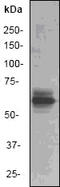 Alpha-PAK antibody, LS-C176444, Lifespan Biosciences, Western Blot image 