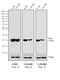 Mouse IgG (Fc) antibody, A16084, Invitrogen Antibodies, Western Blot image 