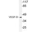 Vascular Endothelial Growth Factor D antibody, LS-C177716, Lifespan Biosciences, Western Blot image 