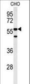Actin-related protein 5 antibody, LS-C156015, Lifespan Biosciences, Western Blot image 
