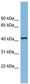 DnaJ Heat Shock Protein Family (Hsp40) Member B12 antibody, TA335297, Origene, Western Blot image 