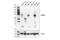 Janus Kinase And Microtubule Interacting Protein 1 antibody, 48416S, Cell Signaling Technology, Western Blot image 