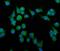Podoplanin antibody, A01124-2, Boster Biological Technology, Immunofluorescence image 