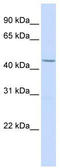 Lymphoid Enhancer Binding Factor 1 antibody, TA330116, Origene, Western Blot image 