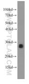 Interleukin 17D antibody, 66143-1-Ig, Proteintech Group, Western Blot image 