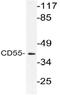 CD55 Molecule (Cromer Blood Group) antibody, AP21156PU-N, Origene, Western Blot image 