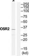 Odd-Skipped Related Transciption Factor 2 antibody, TA316022, Origene, Western Blot image 