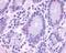 G Protein-Coupled Receptor 148 antibody, NLS3184, Novus Biologicals, Immunohistochemistry paraffin image 