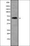 Mitochondrial Ribosomal Protein L55 antibody, orb337910, Biorbyt, Western Blot image 