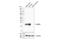 Synaptogyrin 3 antibody, 74444S, Cell Signaling Technology, Western Blot image 