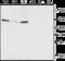 Potassium Voltage-Gated Channel Subfamily Q Member 5 antibody, GTX54793, GeneTex, Immunohistochemistry frozen image 