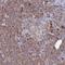 Histone PARylation Factor 1 antibody, NBP1-93973, Novus Biologicals, Immunohistochemistry frozen image 