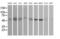 Serine/threonine-protein kinase 38-like antibody, MA5-26073, Invitrogen Antibodies, Western Blot image 