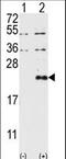 Dual specificity protein phosphatase 13 antibody, LS-C101043, Lifespan Biosciences, Western Blot image 