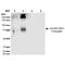 Acrolein antibody, MA5-27557, Invitrogen Antibodies, Western Blot image 