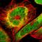 Ring Finger Protein 1 antibody, HPA008701, Atlas Antibodies, Immunofluorescence image 