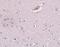 Zinc finger protein 536 antibody, A14403, Boster Biological Technology, Immunohistochemistry frozen image 