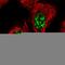 WRN RecQ Like Helicase antibody, HPA028661, Atlas Antibodies, Immunofluorescence image 