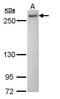 Pre-mRNA-processing-splicing factor 8 antibody, PA5-28721, Invitrogen Antibodies, Western Blot image 