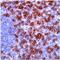 CD8 antibody, ab4055, Abcam, Immunohistochemistry paraffin image 