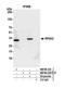 Replication Protein A2 antibody, NB100-332, Novus Biologicals, Western Blot image 