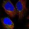 LSM4 antibody, NBP1-86846, Novus Biologicals, Immunofluorescence image 