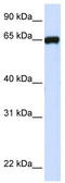 Leucine-rich repeat-containing protein 4C antibody, TA338447, Origene, Western Blot image 