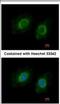 Cytochrome P450 Family 3 Subfamily A Member 43 antibody, NBP2-16064, Novus Biologicals, Immunofluorescence image 